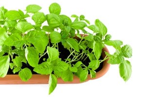 Basil and how to grow your own