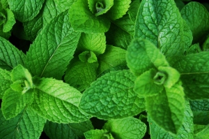 Mint and how to grow your own